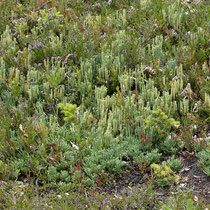 Oellgaards Flachbärlapp  •  Diphasiastrum  x  oellgaardii.  © Françoise Alsaker