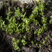 6 Monate nach dem Ausstreuen der Sporen. Erste Sporophyten sind gut sichtbar. © Françoise Alsaker