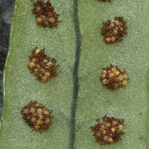 Polypodium × shivasiae. Die Sori von Tüpfelfarn-Hybriden sind teilweise zweifarbig. Botanischer Garten Bern, Ende März © Françoise Alsaker