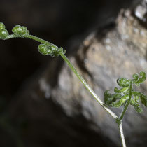 Ruprechtsfarn  •  Gymnocarpium robertianum.  © Françoise Alsaker