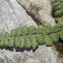 Strichfarn  •  Asplenium petrarchae. Die Blattspindel ist unten braun und zur Spitze hin grün.  © Françoise Alsaker