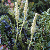 Einähriger Keulen-Bärlapp  •  Lycopodium clavatum subsp. monostachyon. Simplon.  © Muriel Bendel