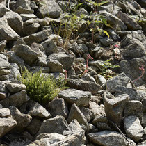 Alpen-Wimperfarn  •  Woodsia alpina. In einer Silikatschutthalde. © Wolfgang Bischoff