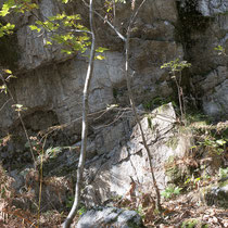 Foreser Streifenfarn  •  Asplenium foreziense. Lebensraum im Tessin. © Françoise Alsaker