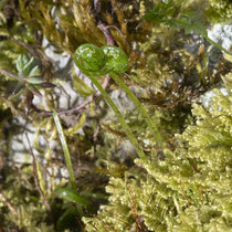 Zerbrechlicher Blasenfarn  •  Cystopteris fragilis.  © Françoise Alsaker