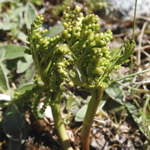 Lanzettliche Mondraute  •  Botrychium lanceolatum  © Muriel Bendel