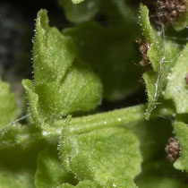 Zierlicher Wimperfarn  •  Woodsia pulchella. Die Fiederunterseite und die Blattspindel sind mit zerstreuten Drüsenhaaren besetzt. © Françoise Alsaker