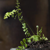 Borstiger Schildfarn  •   Polystichum setiferum 15 Monate nach dem Ausstreuen der Sporen. © Françoise Alsaker