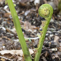 Straußfarn  •  Matteuccia struthiopteris. Junges steriles Blatt. © Françoise Alsaker