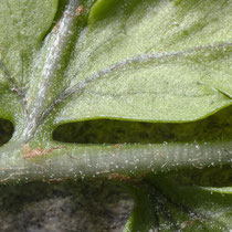 Breiter Wurmfarn  •  Dryopteris dilatata. Die Fiedern sind am Grund grün; die Spindeln und die Blattnerven auf der Spreitenunterseite sind mit mehr oder weniger zahlreichen Drüsen besetzt, selten sind sie kahl. © Françoise Alsaker