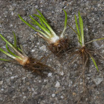 See-Brachsenkraut.  •  Isoëtes lacustris Die unregelmäßigen Querwände der Luftkammern sind als kleine weiße Striche an den Blättern erkennbar. © Françoise Alsaker