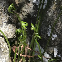 Nordischer Streifenfarn  •  Asplenium septentrionale.  © Muriel Bendel