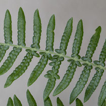 Adlerfarn  •  Pteridium aquilinum. Die Fiederchen letzter Ordnung sind am Grund manchmal unregelmäßig fiederschnittig. © Françoise Alsaker