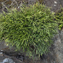 Nordischer Streifenfarn  •  Asplenium septentrionale. Der Nordische Streifenfarn bildet dichte Rosetten, die auf den ersten Blick etwas «grasartig» aussehen.  © Françoise Alsaker