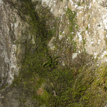 Grünstieliger Streifenfarn  •  Asplenium viride.  © Françoise Alsaker