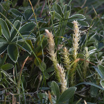 Dorniger Moosfarn  •  Selaginella selaginoides. Nach der Sporenreife werden die Sprosse gelblich bis rosa.  © Françoise Alsaker