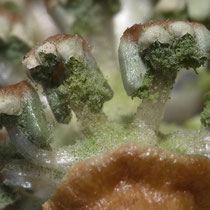 Acker-Schachtelhalm  •  Equisetum arvense. Grüne reife Sporen quellen aus den Sporangien des Acker-Schachtelhalms. © Françoise Alsaker