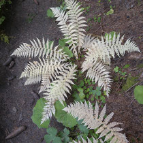 Wald-Frauenfarn  •  Athyrium filix-femina.  © Muriel Bendel