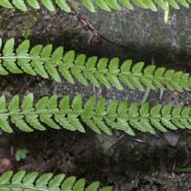 Borstiger Schildfarn  •  Polystichum setiferum.  © Françoise Alsaker