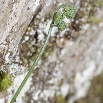 Ruprechtsfarn  •  Gymnocarpium robertianum.  © Françoise Alsaker