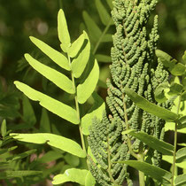 Königsfarn  •  Osmunda regalis. Junger Sporangienstand. © Wolfgang Bischoff