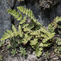 Südlicher Wimperfarn  •  Woodsia ilvensis. Der Südliche Wimperfarn wächst auf saurem Substrat und besiedelt sickerfrische Felsspalten und Blockschutt. © Françoise Alsaker