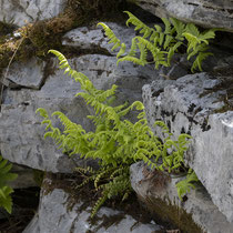 Ruprechtsfarn  •  Gymnocarpium robertianum.  © Françoise Alsaker