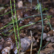 Winter-Schachtelhalm  •  Equisetum hyemale. Junge und alte  Sprosse.  © Françoise Alsaker