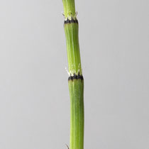 Bunter Schachtelhalm  •  Equisetum variegatum. Zähne mit schmalem, dunklem Zentrum und breitem, weissen Rand. © Françoise Alsaker