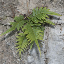 Gebänderter Saumfarn  •  Pteris vittata.  © Françoise Alsaker