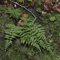 Zerbrechlicher Blasenfarn  •  Cystopteris fragilis aggr. Der Zerbrechliche Blasenfarn bildet lockere Rosetten. © Françoise Alsaker