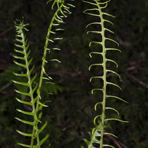 Rippenfarn  •  Struthiopteris spicant / Blechnum spicant. Junge fertile Blätter. © Françoise Alsaker