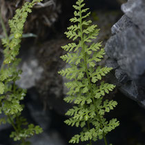 Alpen-Blasenfarn  •  Cystopteris alpina. Die Blattspreite ist 2- bis 3-fach gefiedert, die Abschnitte sind schmal und bandartig.  © Wolfgang Bischoff