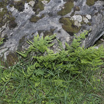 Ruprechtsfarn  •  Gymnocarpium robertianum. In Mauer- oder Felsspalten wächst der Ruprechtsfarn oft büschelig. © Françoise Alsaker