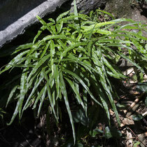 Kretischer Saumfarn  •  Pteris cretica. Am Rand eines kleinen, nur sporadisch wasserführenden Baches.  © Françoise Alsaker