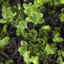 Der Schwarzstielige Streifenfarn  • Asplenium adiantum-nigrum ist sehr schnell gewachsen. Zustand nach  4 Monaten.  © Françoise Alsaker