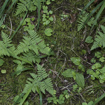 Ruprechtsfarn  •  Gymnocarpium robertianum. Auf steinigen Böden wächst der Ruprechtsfarn locker rasig. © Françoise Alsaker