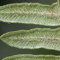 Adlerfarn  •  Pteridium aquilinum. In Mitteleuropa bleibt der Adlerfarn meist steril; unter dem umgerollten Rand reifen keine Sporen. © Françoise Alsaker