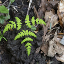 Eichenfarn  •  Gymnocarpium dryopteris.  © Françoise Alsaker