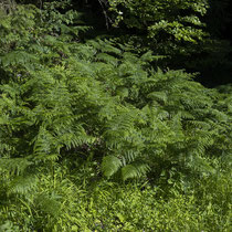 Adlerfarn  •  Pteridium aquilinum.  © Françoise Alsaker