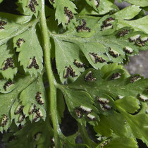 Billots Streifenfarn  •  Asplenium billotii. Der Rand der Fiederchen ist vorn regelmäßig gesägt, der Winkel zwischen den Zähnen ist meist spitz. © Françoise Alsaker