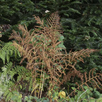 Wald-Frauenfarn  •  Athyrium filix-femina.  © Françoise Alsaker