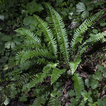 Lanzenfarn  •  Polystichum lonchitis. Der Lanzenfarn wächst in steinigen Wäldern oder Kalkgeröllhalden. © Françoise Alsaker