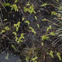 Moorbärlapp  •  Lycopodiella inundata. Der Moorbärlapp ist eine konkurrenzschwache Pionierart, die offene Böden besiedelt. © Françoise Alsaker