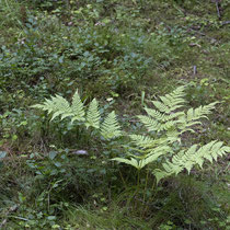 Alpen-Wurmfarn  •  Dryopteris expansa. In Trondheim, Norwegen im August aufgenommen. © Françoise Alsaker