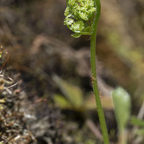 Zerbrechlicher Blasenfarn  •  Cystopteris fragilis.  © Françoise Alsaker