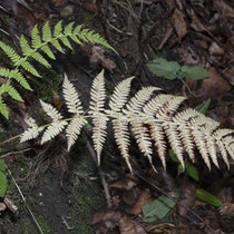 Wald-Frauenfarn  •  Athyrium filix-femina.  © Françoise Alsaker