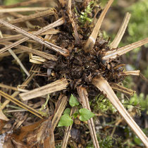 Wald-Frauenfarn  •  Athyrium filix-femina. Im Februar aufgenommen. © Françoise Alsaker