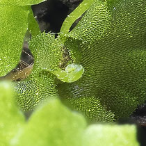 Eingerollter Sporophyt auf einem Prothallium. Ungefähr 4 Monate nach dem Ausstreuen der Sporen. © Françoise Alsaker