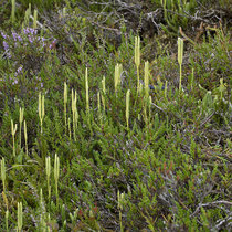 Gewöhnlicher Keulen-Bärlapp  •  Lycopodium clavatum subsp. clavatum. Die Sporangienähren sitzen zu 2 bis 3 auf langen Stielen.  © Françoise Alsaker